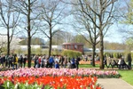 Vườn hoa Keukenhof với nhiều loài hoa tulip nhiều màu sắc. (Ảnh: Hương Giang/Vietnam+)