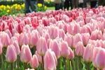 Vườn hoa Keukenhof với các loài hoa tulip nhiều màu sắc. (Ảnh: Hương Giang/Vietnam+)