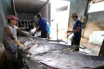 Thu mua, sơ chế cá ngừ đại dương tại Công ty TNHH Hải Hà, cảng cá Tam Quan Bắc, huyện Hoài Nhơn. (Ảnh: Vũ Sinh/TTXVN)