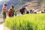 Ảnh chỉ có tính chất minh họa. (Nguồn: TTXVN)