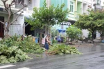 Người dân Đà Nẵng chặt, tỉa cành cây xanh trước khi bão đến. (Ảnh: Văn Dũng/TTXVN)