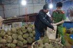 Cơ quan chức năng tiến hành niêm phong và xử lý số sầu riêng bị tẩm hóa chất theo quy định của pháp luật. (Ảnh: Dư Toán/TTXVN)