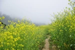Hoa cải nở vàng bản vùng cao Cát Cát