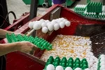 Trứng gà bị tiêu hủy tại Onstwedde ngày 3/8. (Nguồn: EPA/TTXVN)