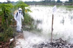 Cán bộ thú y phun thuốc sát trùng khu vực ổ dịch cúm gia cầm. (Ảnh: Thanh Liêm/TTXVN)
