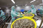 Chế biến tôm xuất khẩu. (Nguồn: TTXVN)