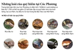 [Infographics] Những loài rùa quý hiếm tại Cúc Phương