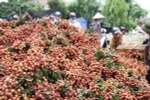 Hải Dương nỗ lực chuyển hướng tìm đầu ra mới cho vải thiều