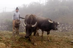 Người dân vùng cao thị xã Sa Pa chủ động di chuyển đàn trâu xuống vùng thấp chống rét. (Ảnh: Quốc Khánh/TTXVN)