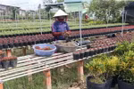 Nông dân thành phố Sa Đéc chuẩn bị hoa phục vụ Tết Nguyên đán Kỷ Hợi 2019. (Ảnh: Nguyễn Văn Trí/TTXVN)