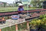 Nông dân thành phố Sa Đéc chuẩn bị hoa phục vụ Tết Nguyên đán Kỷ Hợi 2019. (Ảnh: Nguyễn Văn Trí/TTXVN)