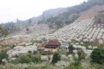 [Photo] Đắm say trước vẻ đẹp tinh khôi của hoa mận Sơn La