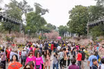 Người dân tham dự lễ hội Hoa Anh đào tại Hà Nội năm 2018. (Nguồn: Vietnam+)