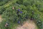 Người dân xã Túng Sán, huyện Hoàng Su Phì (Hà Giang) thu hái chè shan tuyết. (Ảnh: Nguyễn Chiến/TTXVN)