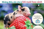 Những điều cần chú ý khi nuôi heo cảnh.