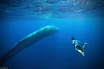 Khám phá tour du lịch mạo hiểm cùng các con cá voi xanh khổng lồ