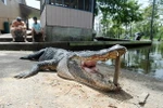 Con cá sấu gây ra cái chết của ông Woodward. (Nguồn: AP)
