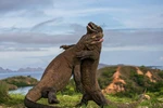 Cuộc chiến giữa hai con rồng Komodo ở Indonesia. Bức ảnh của nhiếp ảnh gia Andrey Gudkov, Nga.
