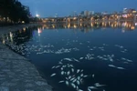 Cá chết trắng hồ Hoàng Cầu. (Ảnh: Minh Sơn/Vietnam+)