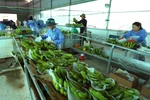 Sơ chế, đóng gói sản phẩm chuối xanh xuất khẩu. (Ảnh minh hoạ: Vũ Sinh/TTXVN)