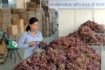 Mô hình Trang trại nho Ba Mọi ở Ninh Thuận áp dụng sản xuất nho an toàn theo tiêu chuẩn VietGAP. (Ảnh: Mạnh Linh/TTXVN)