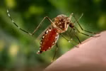 [Mega Story] Wolbachia: “Vũ khí tối thượng” chống sốt xuất huyết?