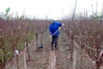 Chăm sóc hoa đào phục vụ nhu cầu của nhân dân dịp Tết Nguyên đán Bính Thân 2016 tại làng hoa Nhật Tân. (Ảnh: Quang Quyết/TTXVN)