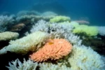 Rạn san hô Great Barrier Reef của Australia ngày 2/10/2012. (Nguồn: AFP/TTXVN)