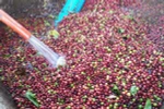 Càphê được rửa sạch, loại bỏ bụi bẩn, tạp chất trước khi đưa vào sơ chế. (Ảnh: Hưng Thịnh/TTXVN)