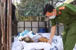 Gần 400kg gà chết bị lực lượng chức năng bắt giữ, tiêu hủy. (Ảnh: Đậu Tất Thành/TTXVN)