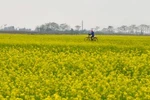 [Video] Mê mẩn cánh đồng hoa cải vàng rực rỡ ven sông Hồng