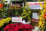 [Video] Đặc sắc đường hoa Tết đặc biệt trong Bệnh viện Chợ Rẫy