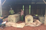 Lực lượng chức năng tiến hành đo đếm khối lượng gỗ cất giữ trái phép. (Ảnh: TTXVN phát)