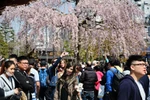 Khách du lịch ngắm hoa anh đào tại Tokyo của Nhật Bản, ngày 27/3 vừa qua. (Ảnh: AFP/TTXVN)