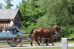 Một người dân làng Upper Canada trên chiếc xe ngựa. (Nguồn: Facebook Upper Canada Village)