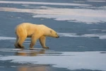 Tình trạng nóng lên toàn cầu đang làm băng tan chảy và đe dọa môi trường sống của những đàn gấu Bắc Cực. (Nguồn: AFP/TTXVN) 