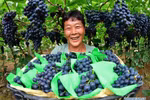 Hình ảnh những người nông dân khắp nơi trên thế giới thu hoạch nho