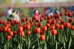 [Photo] Chiêm ngưỡng vẻ đẹp của vườn hoa tulip đang mùa nở rộ