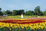 Vườn hoa tulip ở Philippines. (Nguồn: Richard Falcatan) 
