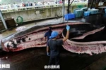[Photo] Cận cảnh màn xẻ thịt cá voi "bị chỉ trích" của Nhật Bản