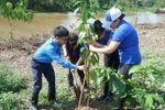 Các Đoàn viên, thanh niên TTXVN tham gia trồng cây. (Ảnh: Đức Hạnh/TTXVN)