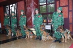 Đội chó nghiệp vụ làm công tác cứu hộ, cứu nạn của lực lượng Bộ đội Biên phòng sẵn sàng lên đường. (Ảnh: Trọng Đức/TTXVN)