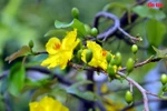 Hoa mai vàng bừng nở, khoe sắc thắm trong nắng Xuân rực rỡ. (Ảnh: Báo Tin tức)