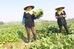 Nông dân thu hoạch rau trồng theo tiêu chuẩn VietGAP tại Bắc Giang. (Ảnh: Thanh Tâm/Vietnam+)