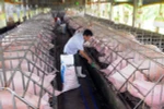Chăn nuôi lợn theo tiêu chuẩn VietGap ở thành phố Hồ Chí Minh. (Ảnh: Mạnh Linh/TTXVN)