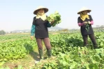 Nông dân thu hoạch rau trồng theo tiêu chuẩn VietGAP tại Bắc Giang. (Ảnh: Thanh Tâm/Vietnam+)