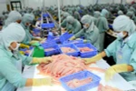 Chế biến cá tra xuất khẩu tại Hậu Giang. (Ảnh: Huy Hùng/TTXVN)