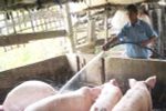 Chăm sóc đàn lợn nuôi tại Cần Thơ. (Ảnh: Nguyễn Thanh Liêm/TTXVN)