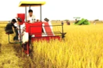Áp dụng cơ giới hóa trong thu hoạch lúa. (Ảnh: Minh Đông/TTXVN)
