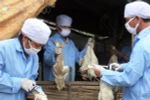 Xuất, cấp vắcxin phòng chống dịch bệnh cho các địa phương 
